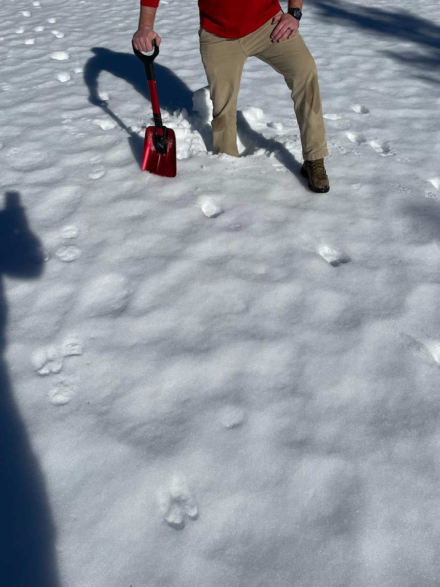 Out scouting greens today. Some porous ice under a foot of crusty snow. Staying optimistic.