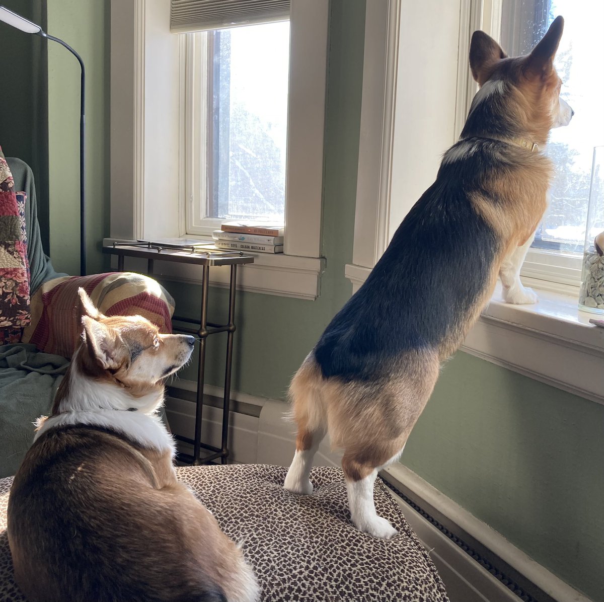 Guard Corgis…taking turns as look out.