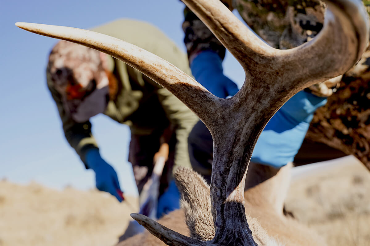 OUTDChannel's tweet photo. You've made your shot, and you're in the deep woods. Now it's time to get packing. Who taught you how to field dress a deer and properly pack it out? Click https://t.co/BKv2CU0UyU for tips from @GameAndFishMag. #DeerHunting #FeildDressing #DeerProcessing #DeerSeason #BigGame https://t.co/zv6Mn7GiCX