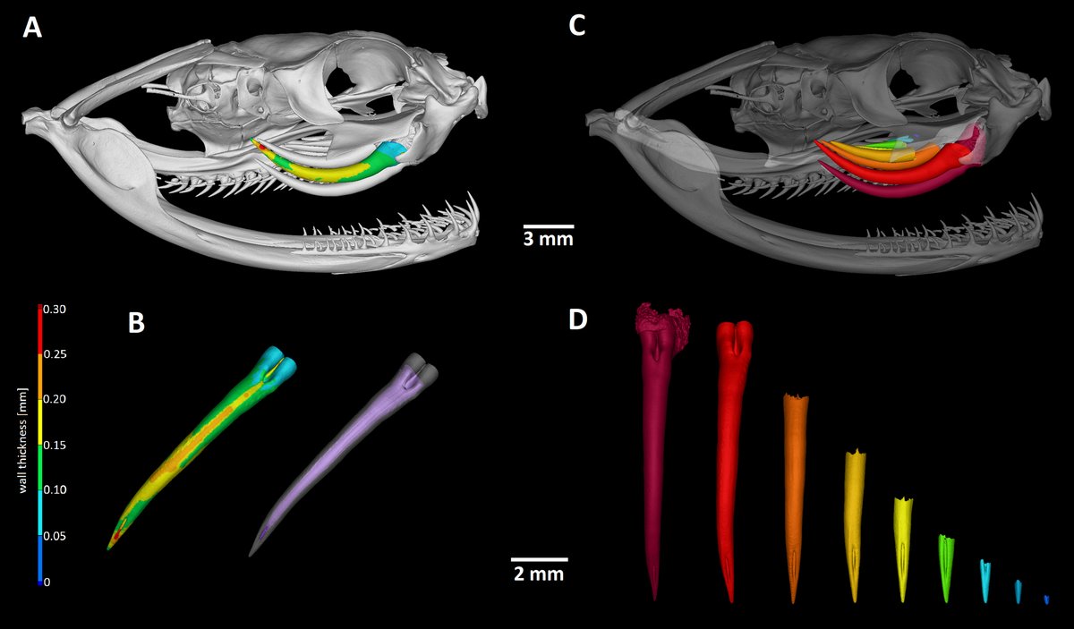 MarcelaBuchtova's tweet photo. Our dataset with X-ray microtomography imaging of different types of dentitions in selected reptile species is now publicly available at GigaScience https://t.co/ERXbVzSxTZ. Thanks @MisaKavkova and Kaiserlab for cooperation. One rainbow for @garethjfraser 😊 https://t.co/DZMLimDZj9