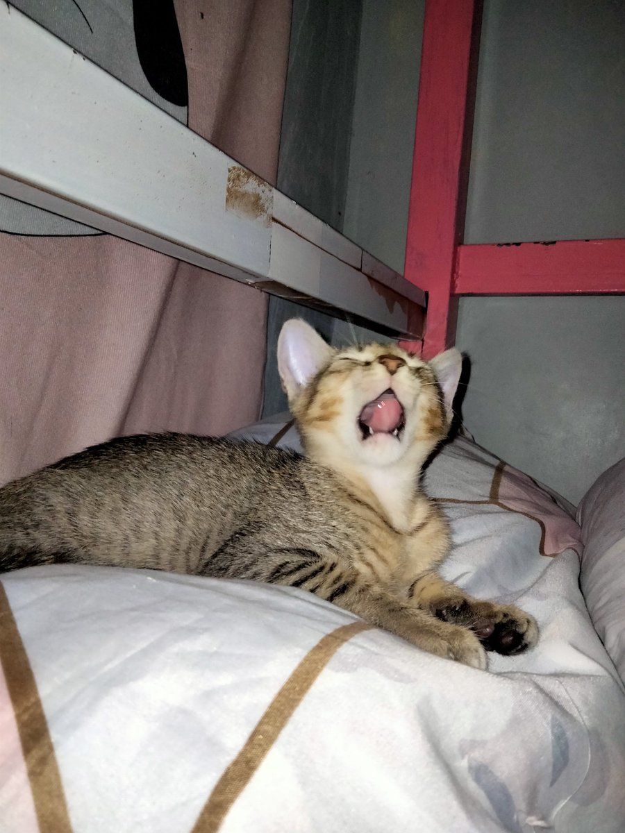 ishymnida's tweet photo. roar choco roar https://t.co/xdKN9C4tVh