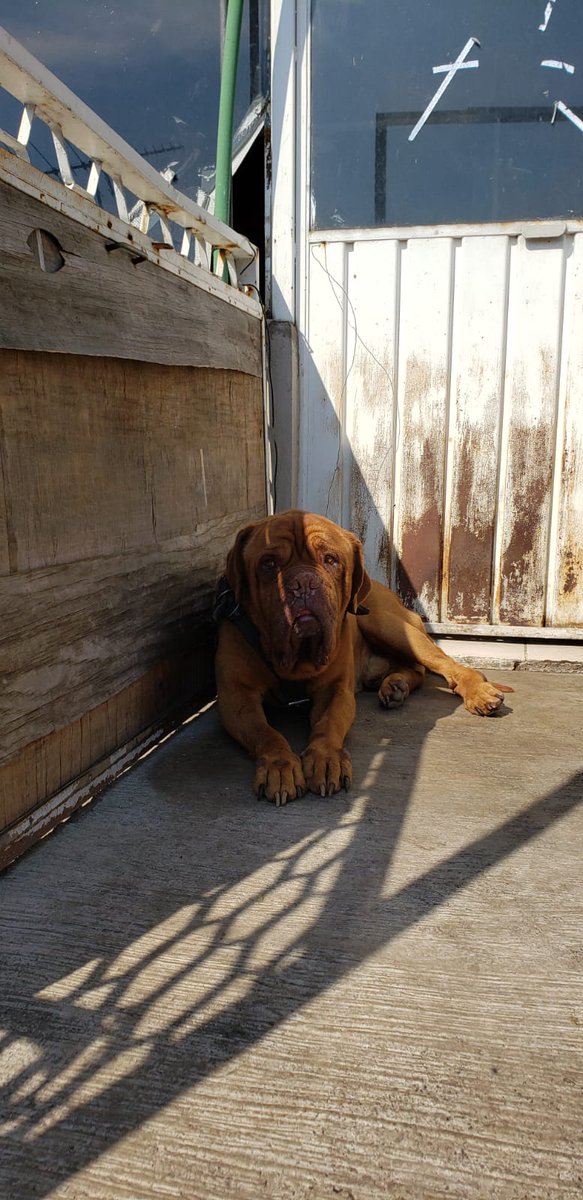 VIBRAmascotas's tweet photo. Hotch aún no tiene hogar, como es un perro mayor es super difícil que alguien lo adopte :( #AdoptaUnViejito #AdoptaNoCompres #CDMX https://t.co/tR5kmcSx99