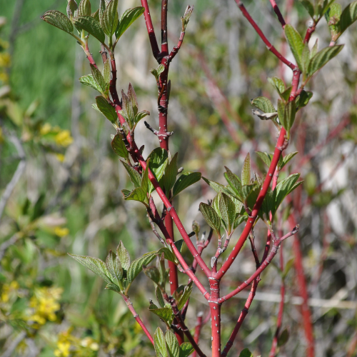 ArborValley's tweet photo. Want a shrub that offers year-round appeal? The Isanti dogwood may be perfect for your landscape. It blends naturally within your outdoor space &amp; is a must-have shrub for those who want a touch of dramatic color during the fall and winter. 
Order here: https://t.co/LWK87wSg2g https://t.co/bAlvVoQozc