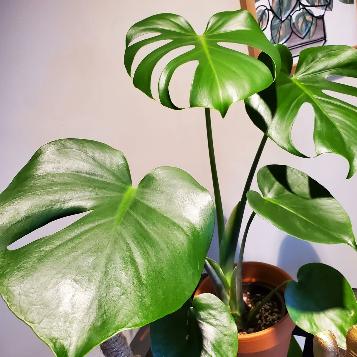 Shined these leaves today! 
#monsteramonday #houseplants
