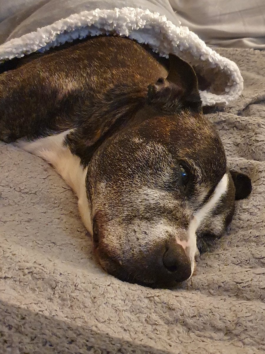 M155_Sarah_Lou's tweet image. The contented face of a sleepy senior in a freshly washed blankie ❤️🐾 #seniorstaffie #seniorstaffy #cleansheetnight