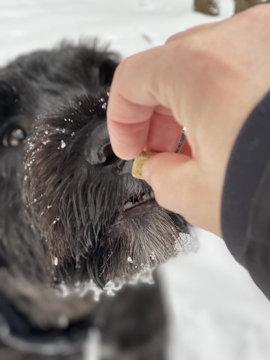 TheChiltonTeam's tweet image. 🐾 🐶 If I keep looking at you with my puppy dog eyes, will I get a treat? 🥰

#MaxMonday #PuppyLove #RuffPost #DogsAreTheBest #MyDogIsFunny #FloppyEars #Dogs #Dog #DogLover #DogFriendly #PortugueseWaterDog #LifeofMax #NotASponsor