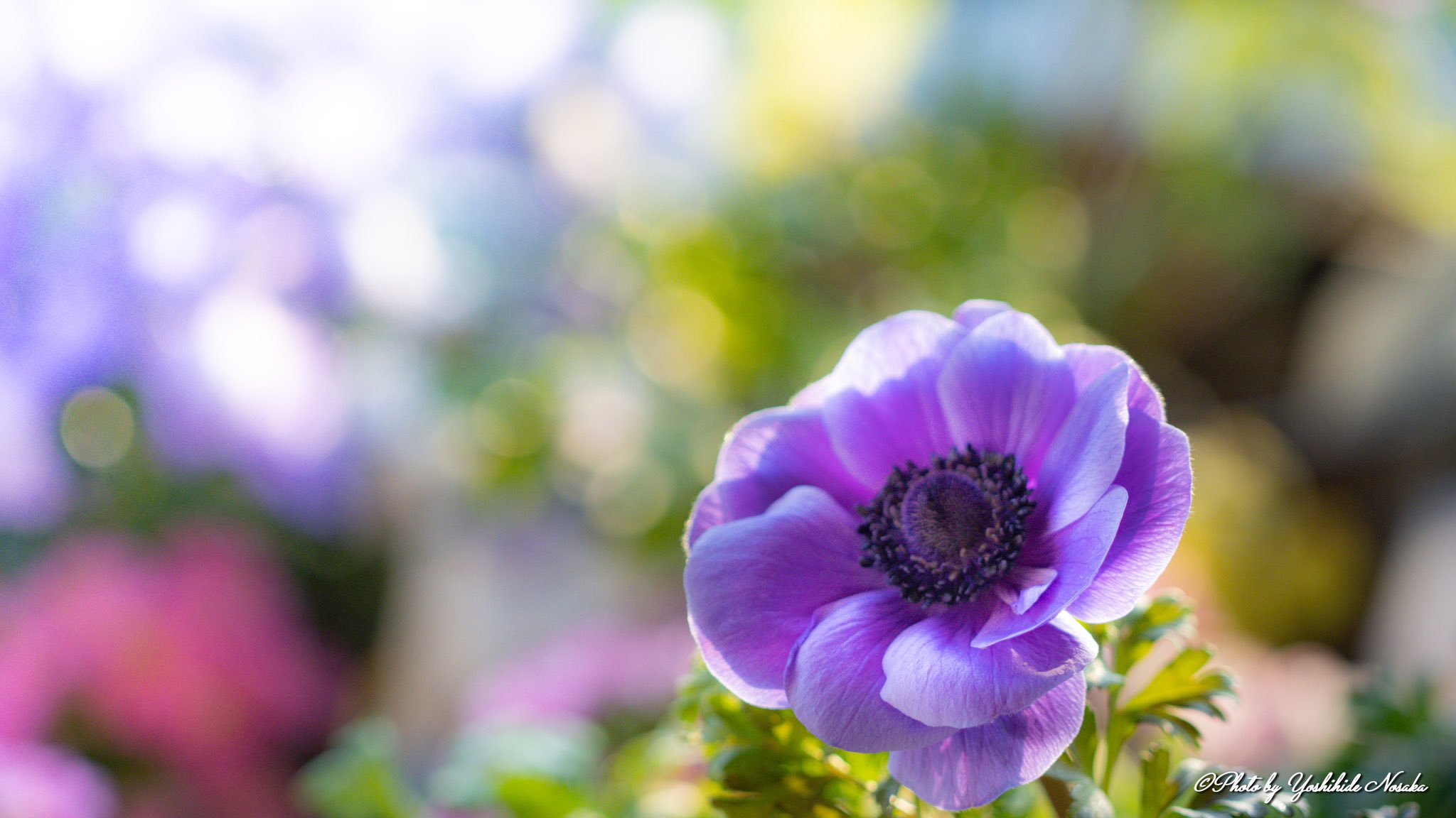 ボタンイチゲ Twitter Search Twitter