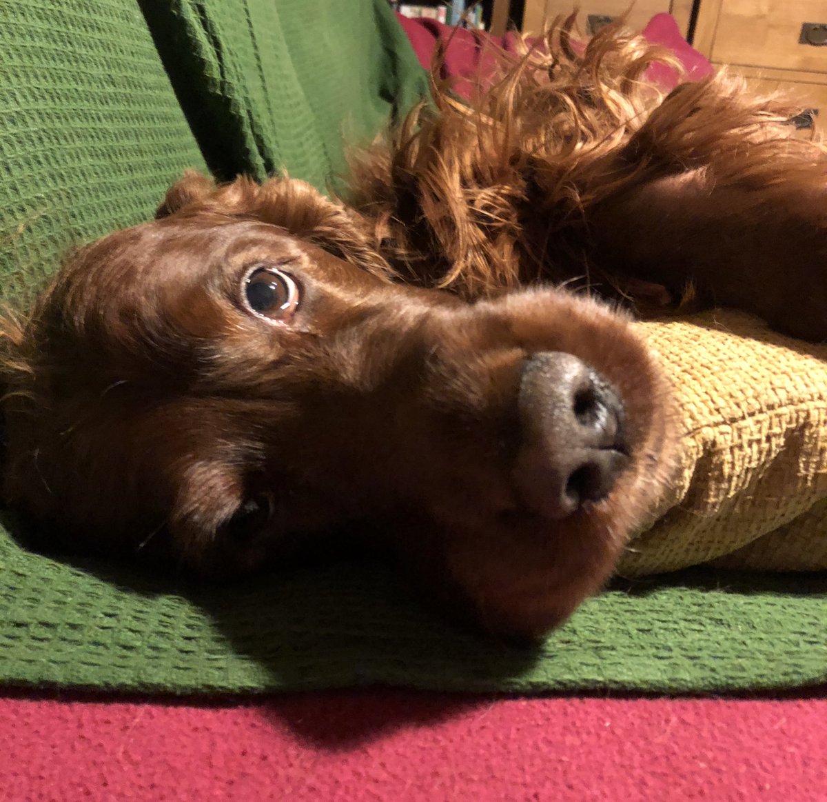 Sadie tweet media