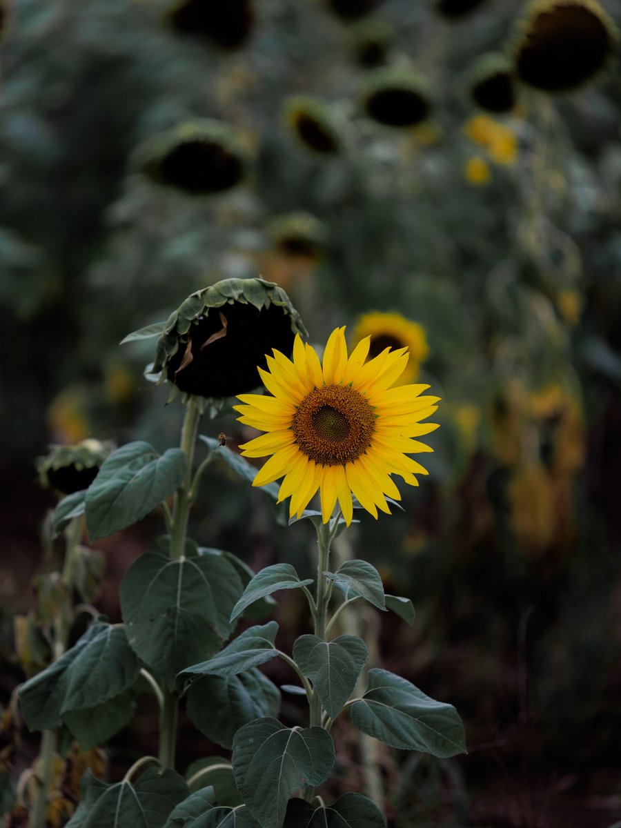 Six0nineP's tweet photo. #sunflowers to me represent happiness, something so simple can be so cheerful #Happiness #cheerful #saddaytohappyday #field https://t.co/sGvw2InpJ9