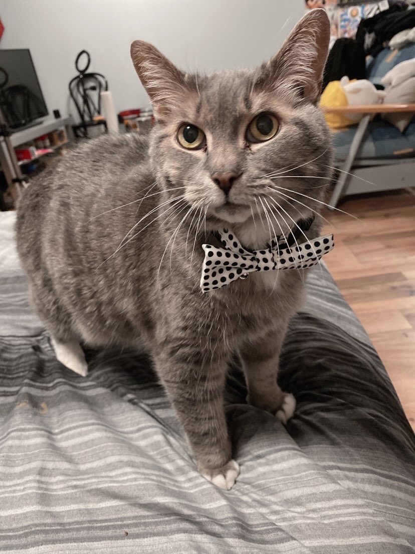 ItsMaybeMason's tweet photo. EMERGENCY PLEASE RT

My friends cat Felix urgently needs surgery to remove a growth on his head. The vet bills are over $3000 and he isn’t able to afford it at the moment. If you could spare even a dollar it would mean the world to us. https://t.co/U8yXoVXrRs https://t.co/7n7SgE5cWb