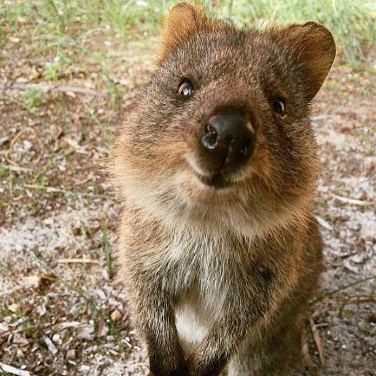 quokkaeveryhour's tweet photo. https://t.co/heIAvyMupe