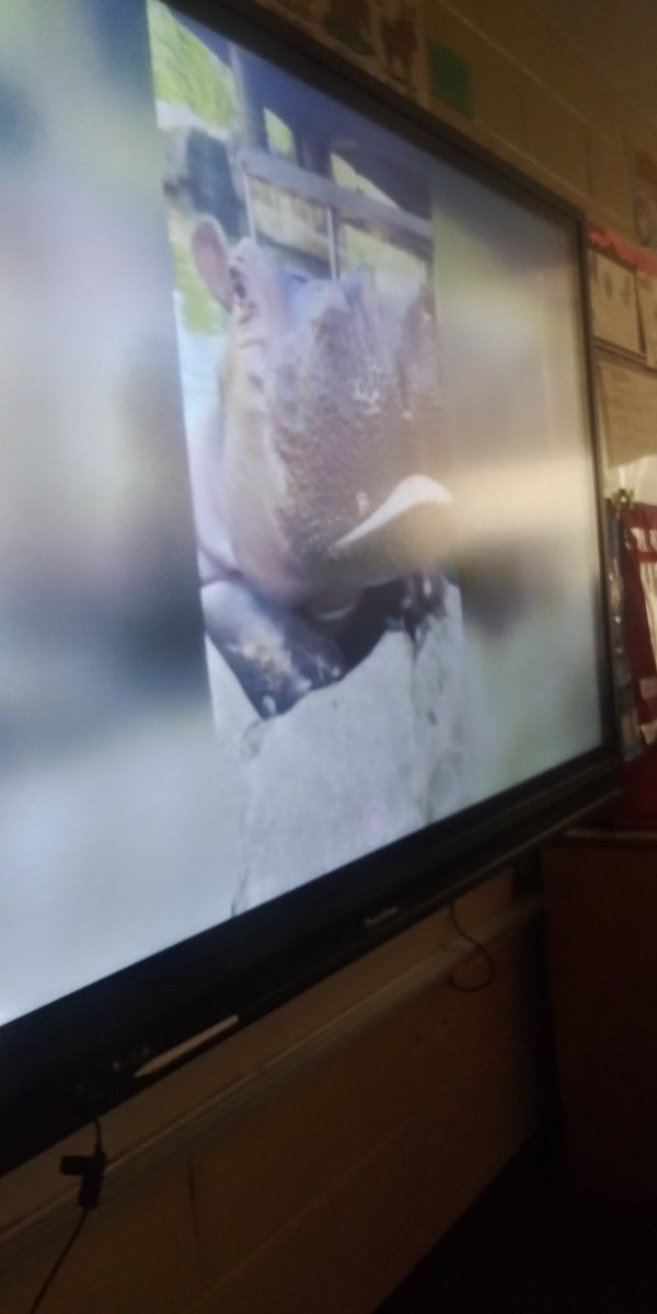 We took a quick Virtual Field Trip to the Cinncinnati Zoo for Fiona the Hippo's 5th Birthday in Science Class!! ❤😊Ask us what we learned about animal structures and Fiona's journey!! #ParsonsSpark #MediaMonday #GSDPride #saddleupforsuccess