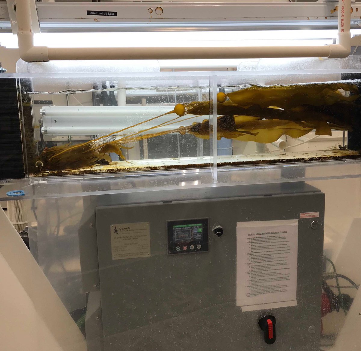 What do you do when your #bullkelp start to outgrow your lab tanks? YOU BUILD TINY HARNESSES 😍Yet another #kelp innovation by <a href="/VSupratya/">Varoon P Supratya</a>. #CheckYoStipe

#Nereocystis <a href="/UBCoceans/">UBC Oceans (also found at ubcoceans.bsky.social)</a> <a href="/UBCBotany/">UBC Botany</a> <a href="/UBCBiodiversity/">UBCBiodiversity</a> <a href="/ubcscience/">UBC Science</a>