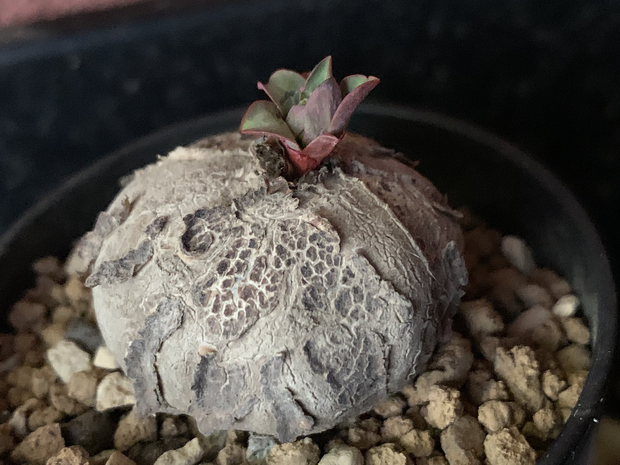 _^ 希少種 塊根植物 薔薇大我 Euphorbiaceae属 レア 花芽も有り