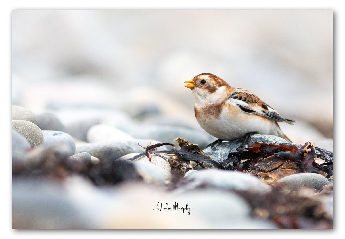 A nice Snow Bunting as always showing well on Bray beach today.
#birdwatchireland