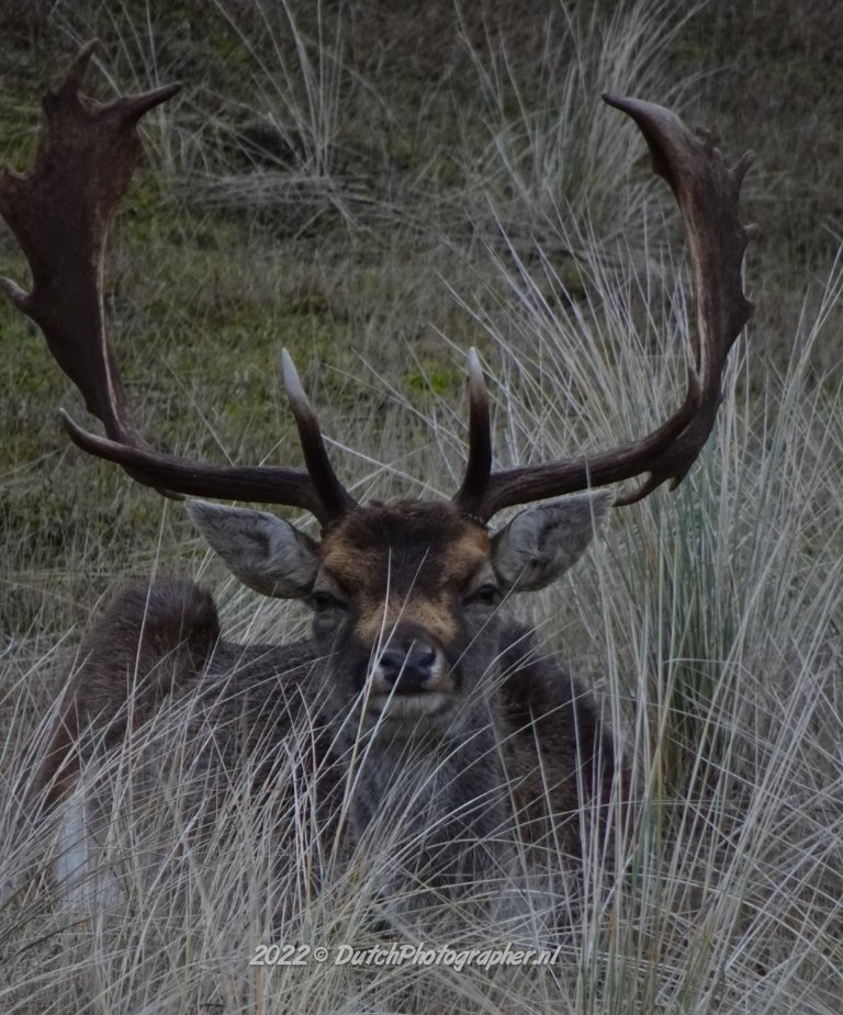 hevestwit's tweet photo. Camouflage 
#NaturePhotography #nature #naturelovers #fallowdeer #damhert #awd https://t.co/5ld6DoQm9P