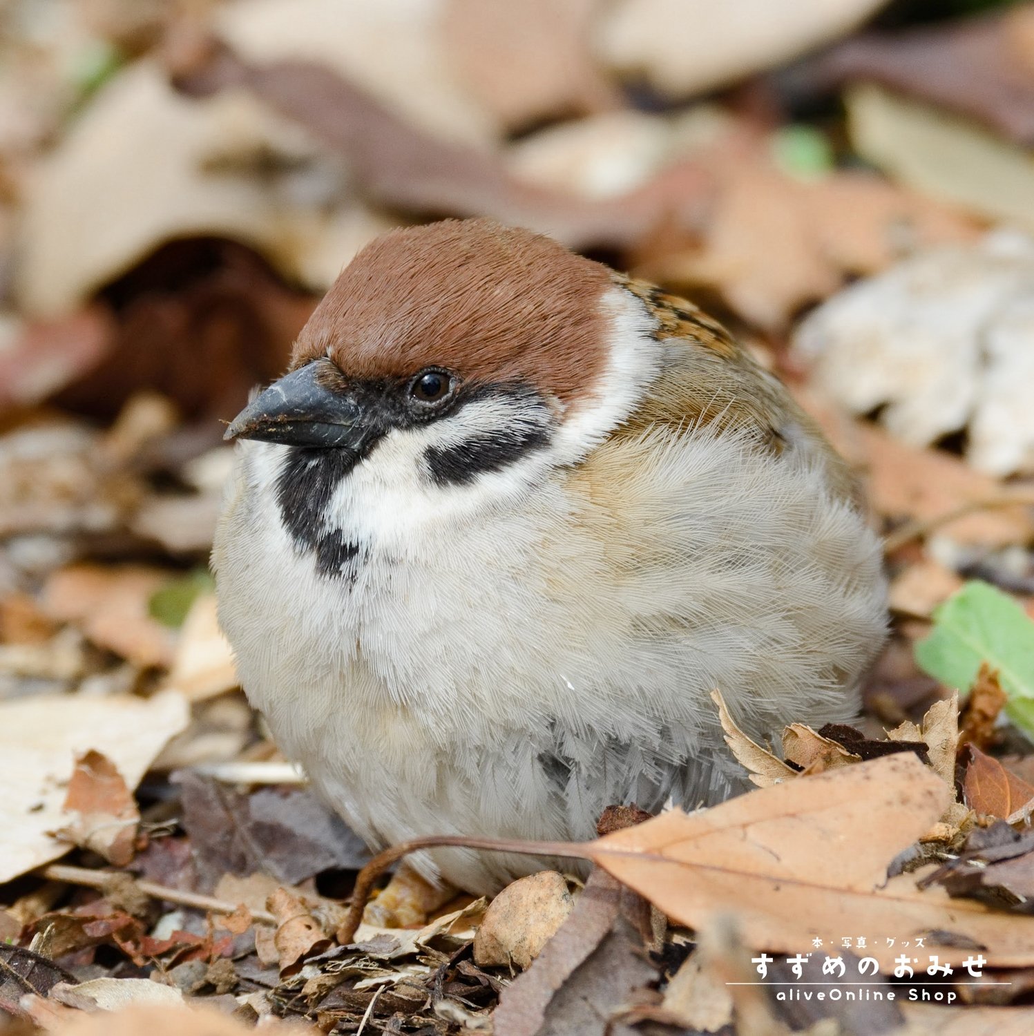 うえだこうじ Uedakoji Photo Twitter