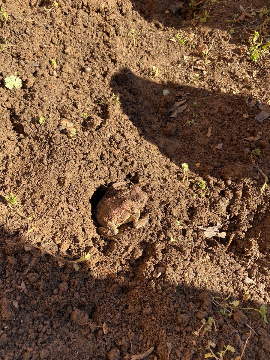 Dana Studer tweet media