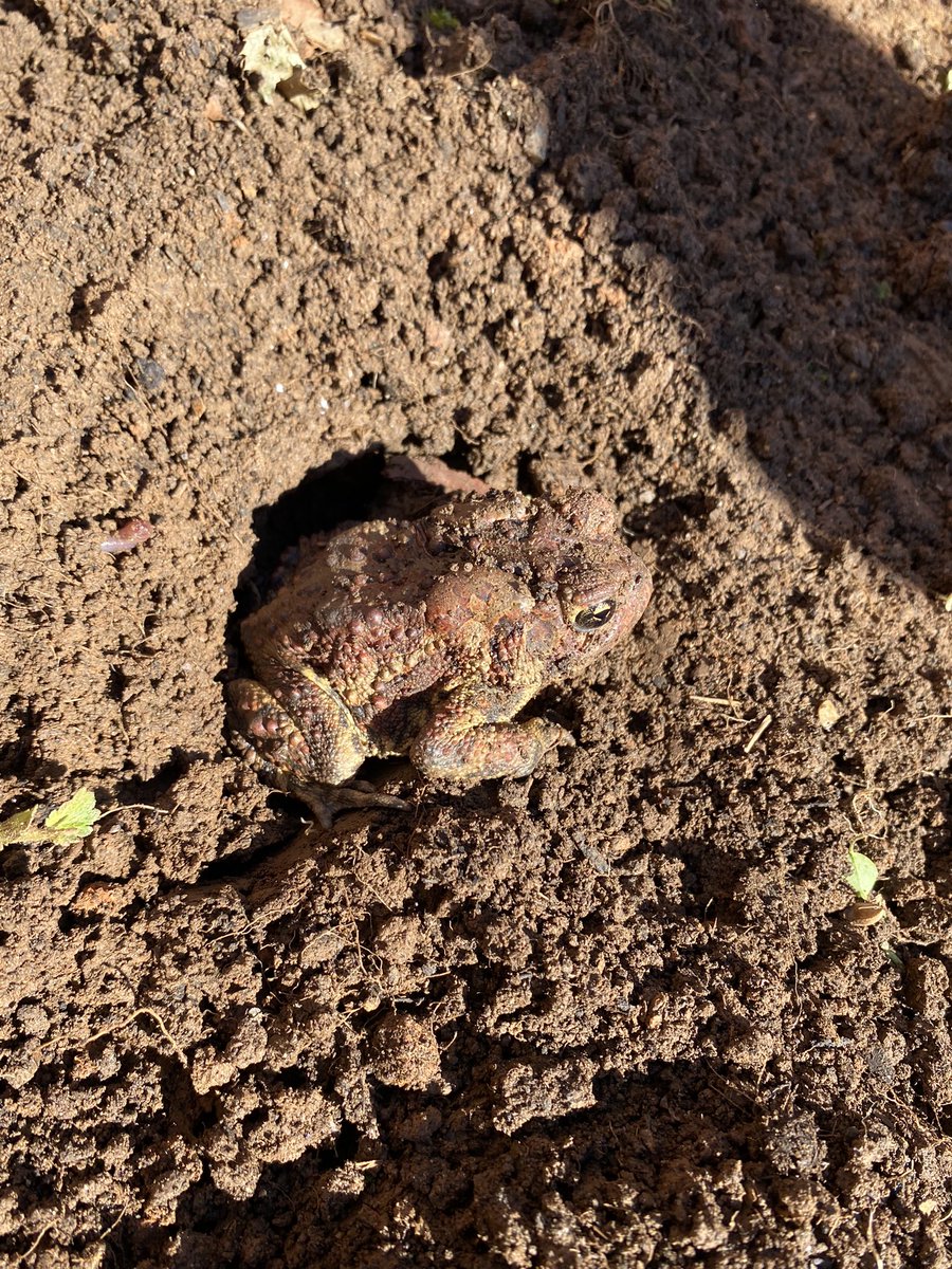 We have been learning about living and non-living things in Kindergarten. Look what living thing we found while moving soil in the garden today!  #OakGroveSTEAM <a href="/OGESeagles/">Oak Grove Elementary School</a> <a href="/CherokeeSchools/">Cherokee Co. Schools</a>