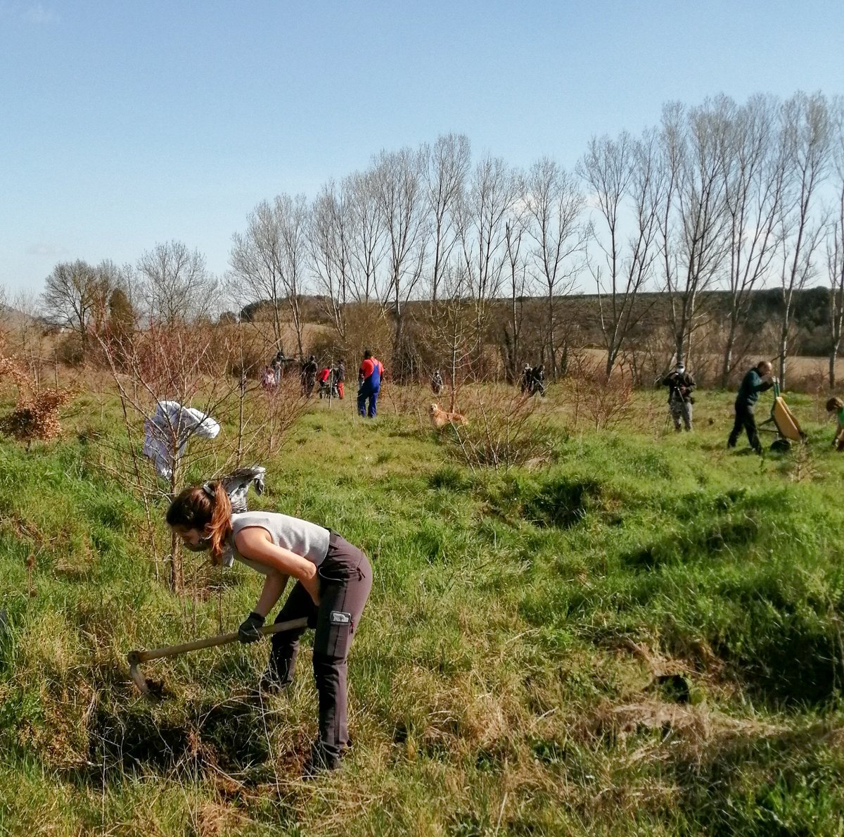 NUESTRAS ACCIONES:

Repoblación de más de 300 olmos
libres de grafiosis y su posterior riego y cuidados. 
📍 Echarri/Etxarri