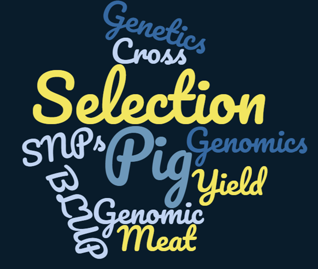 SaradelSer's tweet photo. Este podría ser tan solo un primer paso de cómo la información molecular puede complementar a la Genética Cuantitativa para mejorar la producción porcina. 
Espero que hayáis aprendido tanto como yo! #pig #genetics #GS #prediction https://t.co/25UH71qsHH