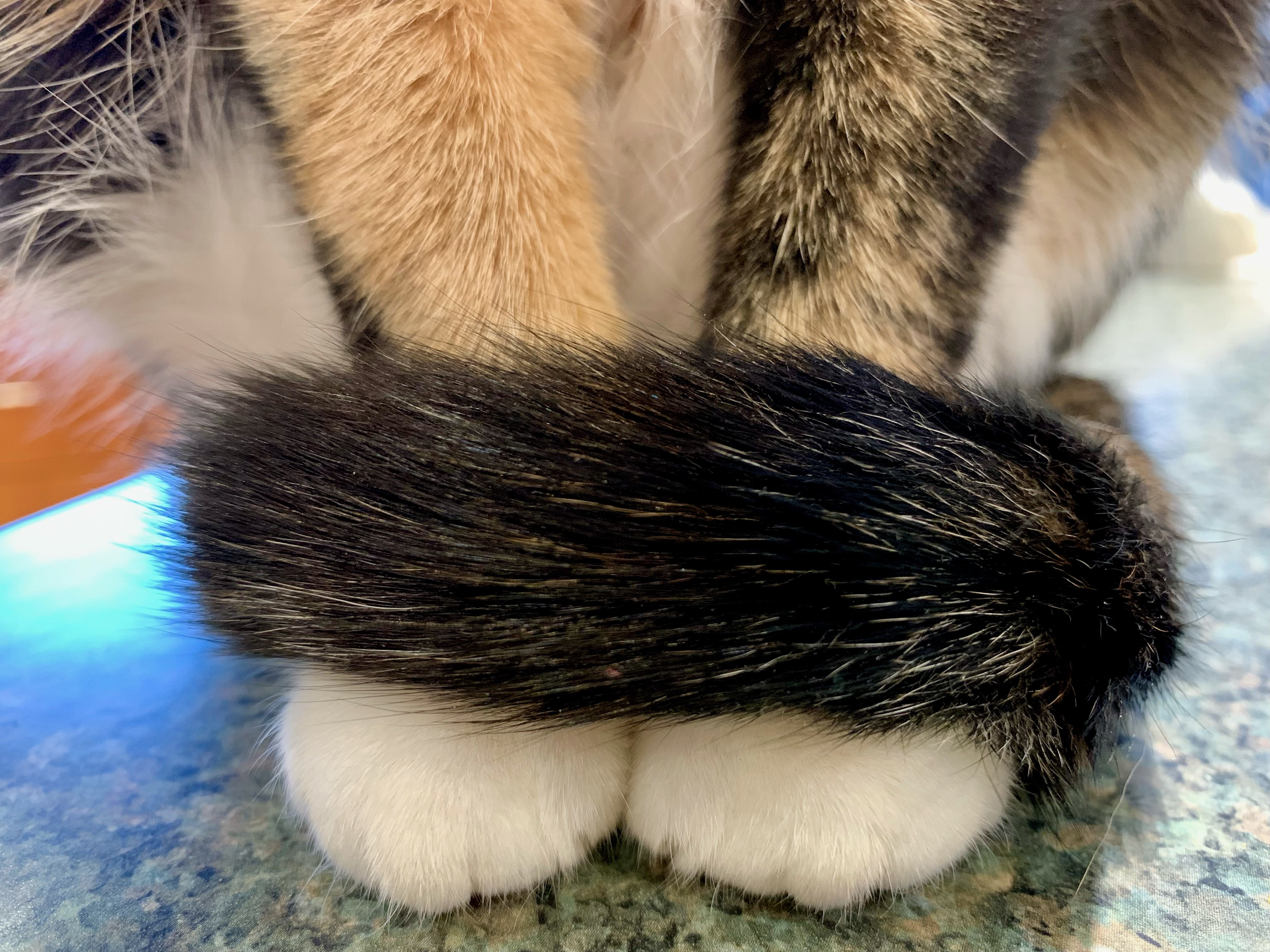 Timothy Caulfield on X: Flex: Detective Turtles has near purrfect  kitty-on-the-counter form. The symmetry. The tail wrap. Score: 10/10 #Meow.   / X