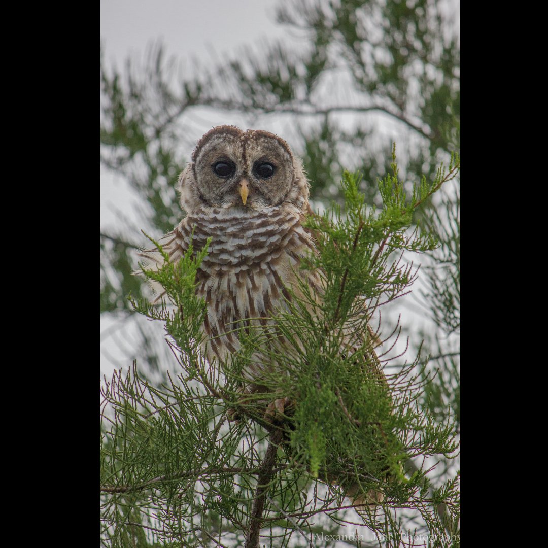 fstopfoundation's tweet photo. What is an owl’s favorite Beatles’ song?

Owl you need is love.

📸  Alex Morrison @alexofthewild (Instagram)

#WildlifePhotography #ConservationPhotography #WildlifePreservation #SpeciesConservation #fStopFoundation https://t.co/2CA5btTZJv