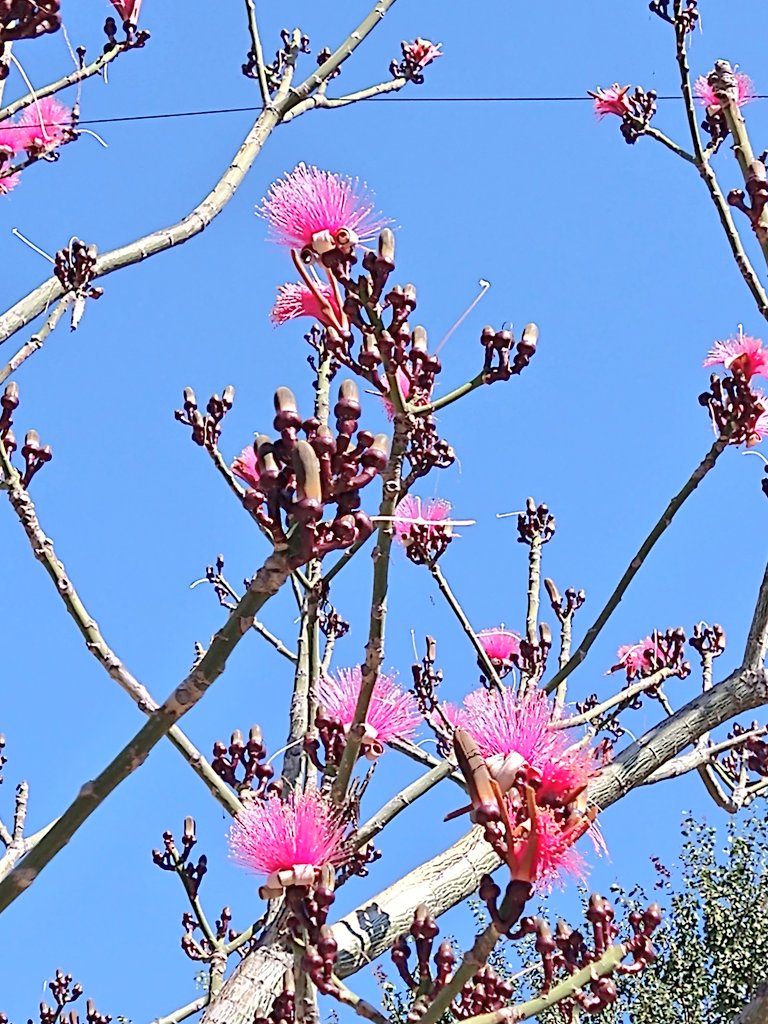 オアハカさる屋 Yoko 今は色々なピンクの花が見られるオアハカ 水色とピンクの組み合わせも好き 今日のオアハカ T Co 5t9lp39jnp Twitter