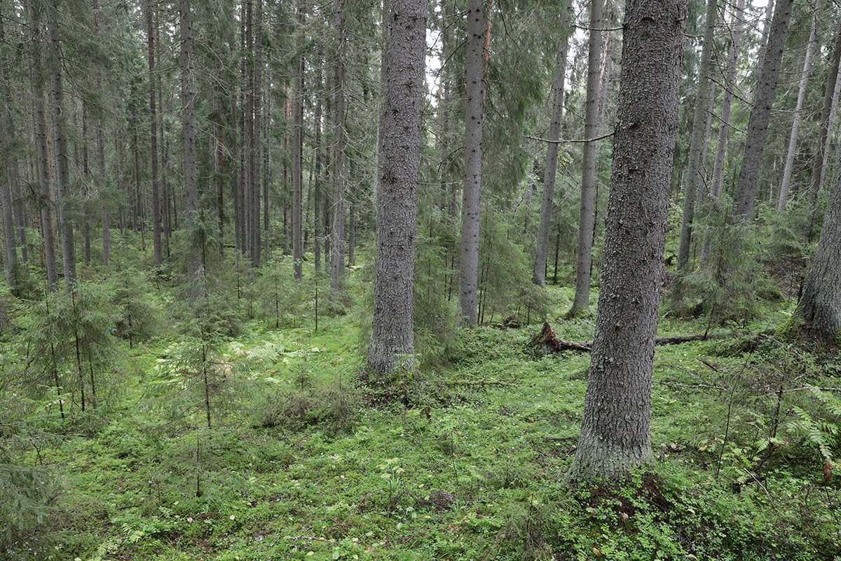 Yhä useampi metsänomistaja haluaa kuulua yhteismetsään. Yhteismetsien määrä ja pinta-ala kasvoivat viime vuosien tahtiin. Viime vuonna yhteismetsien joukko kasvoi 39 yhteismetsällä ja pinta-alaa tuli lisää 21 300 hehtaaria. 🌲

Lue lisää ⬇️
maanmittauslaitos.fi/ajankohtaista/…

#yhteismetsä