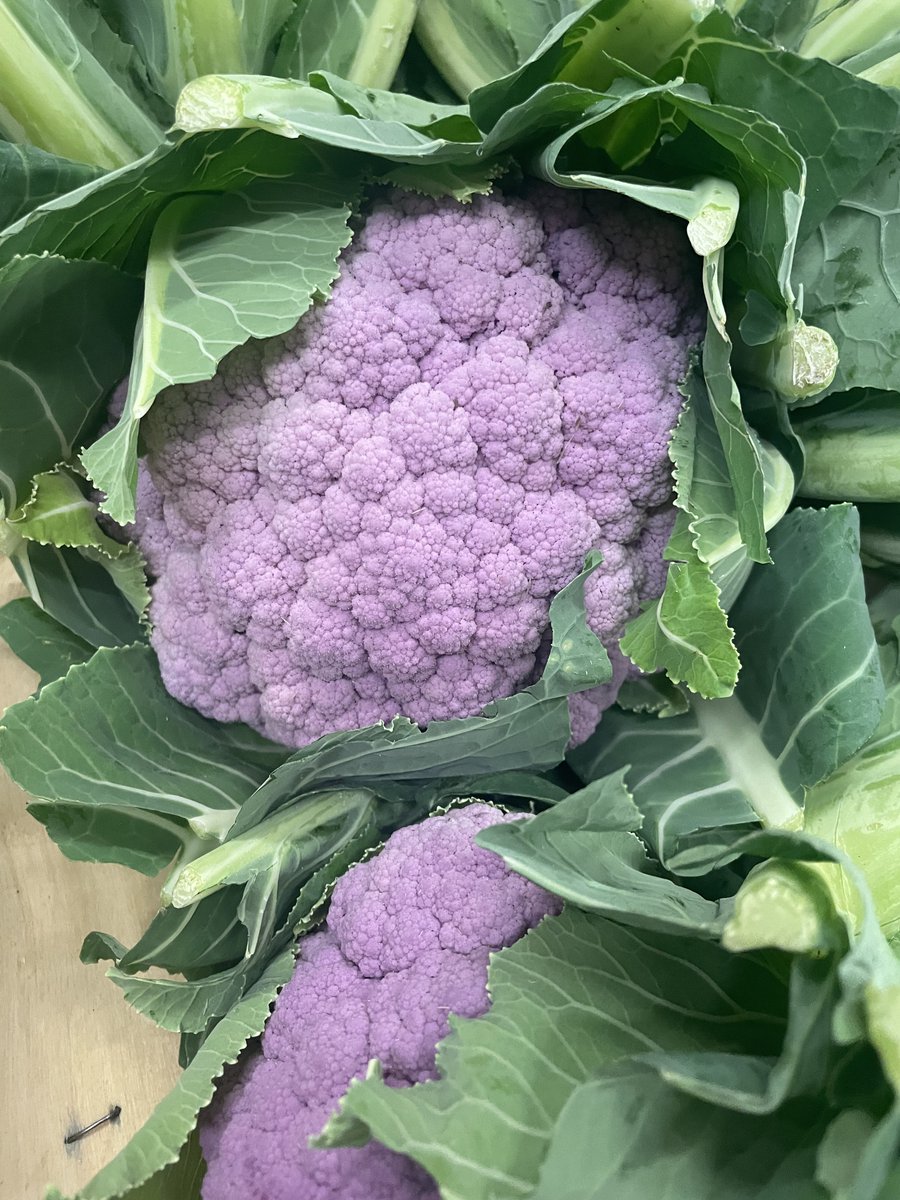 PIFRUITS's tweet photo. Italian Purple Cauliflower fantastico #italianproduce #purple #cauliflower https://t.co/lgmzrh707B