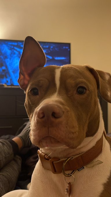 My lil buddy https://t.co/1en95PVtZV<a href="/tag/my"class="tags"><span>#my</span></a><a href="/tag/bbc"class="tags"><span>#bbc</span></a><a href="/tag/spoil"class="tags"><span>#spoil</span></a><a href="/tag/sugarbaby"class="tags"><span>#sugarbaby</span></a><a href="/tag/adultwork"class="tags"><span>#adultwork</span></a><a href="/tag/moneytalks"class="tags"><span>#moneytalks</span></a>