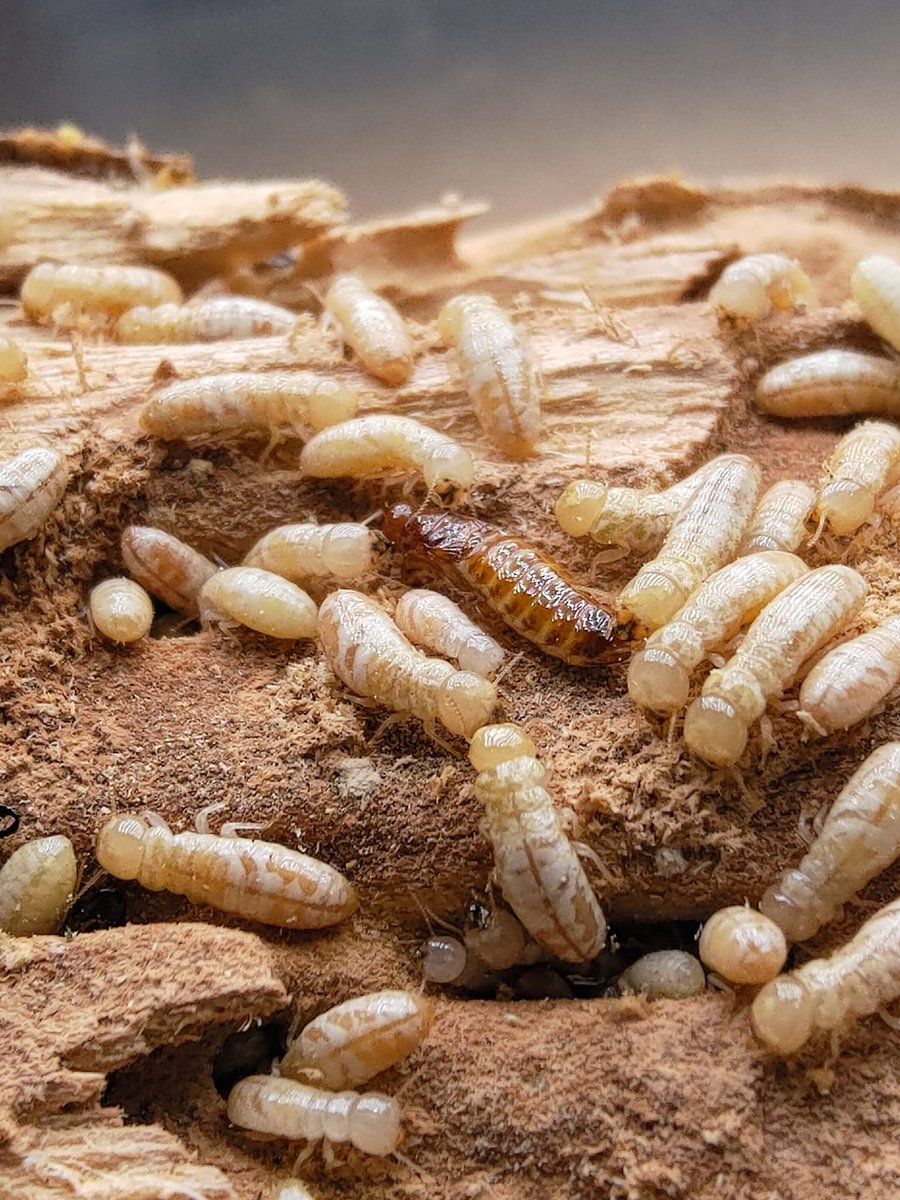Termite Chiu tweet media
