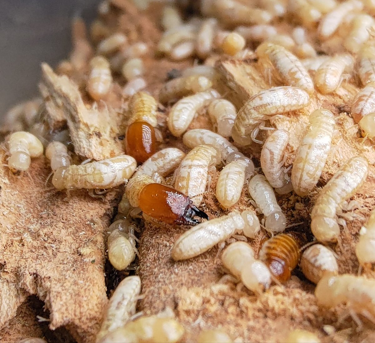 Termite Chiu tweet media