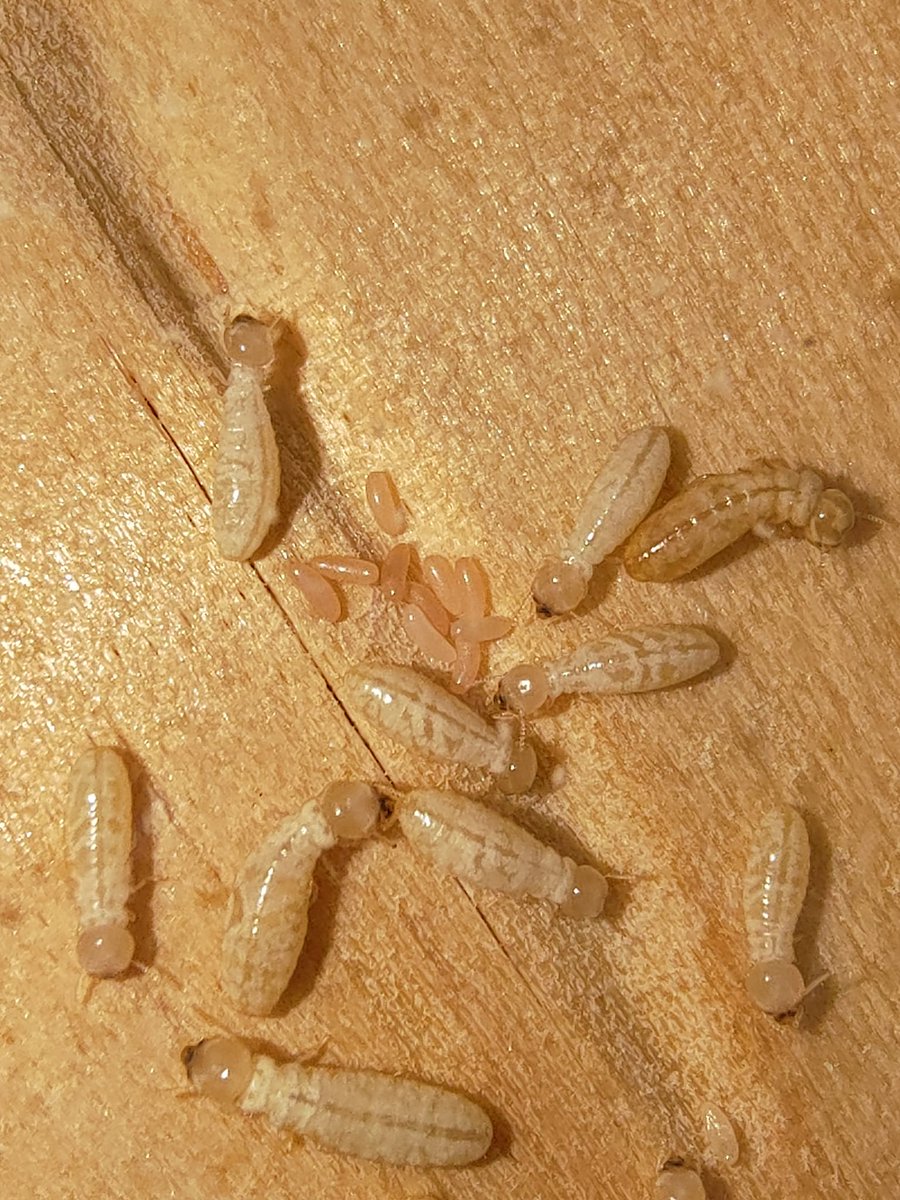 Termite Chiu tweet media