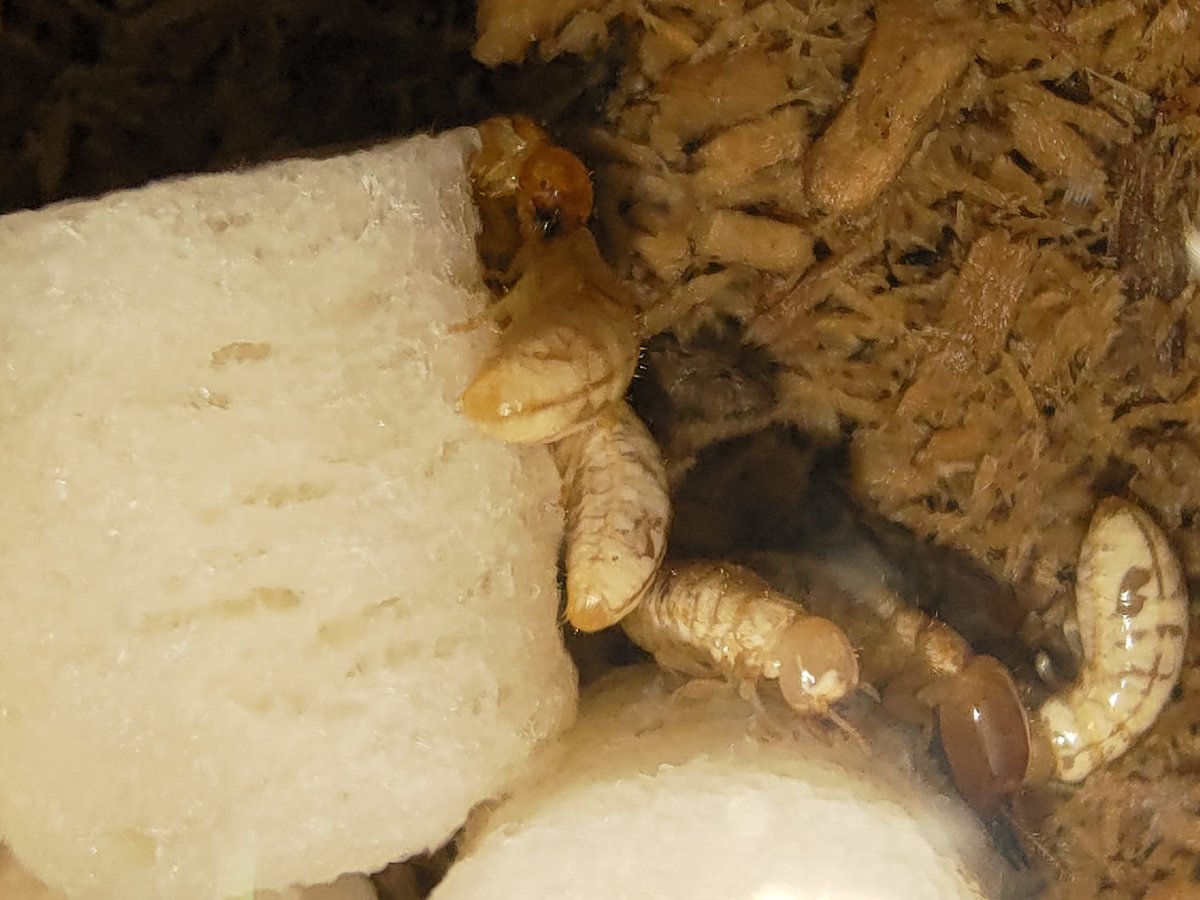Termite Chiu tweet media