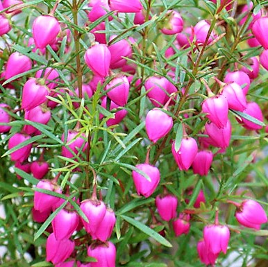 プリザーブドフラワー ソープフラワー直販店 ミレニアムアート Millennium Art おはようございます 1月26日の誕生花は ピグミーランタン です 花言葉は 印象 良き一日になりますように T Co Diy5fw7saa Twitter プリザーブドフラワー ソープフラワー直販店 ミレニアムアート Millennium Art おはようございます 1月26日の誕生花は ピグミーランタン です 花言葉は 印象 良き一日になりますように T Co Diy5fw7saa Twitter