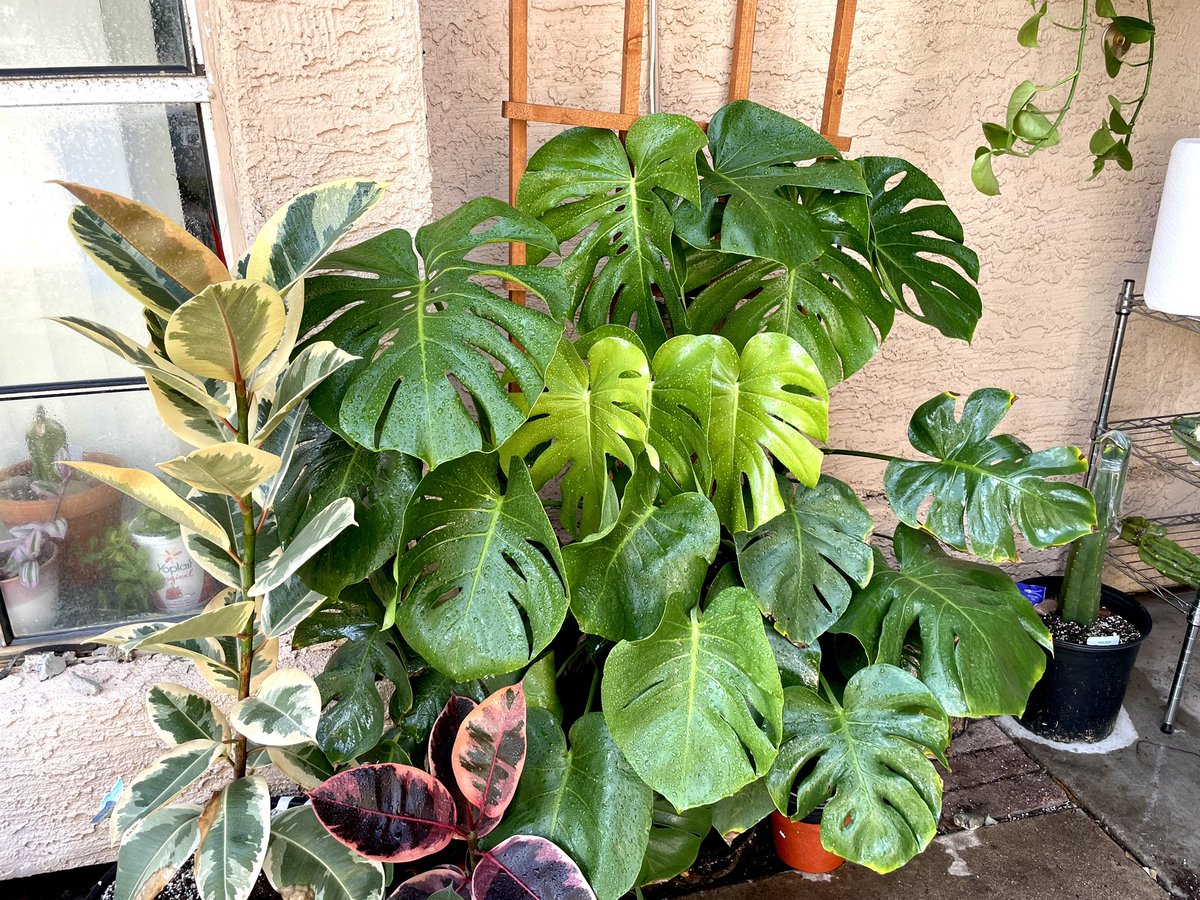 planty_kenna's tweet photo. #monsteramonday #planttwitter https://t.co/D17T6NXoBq