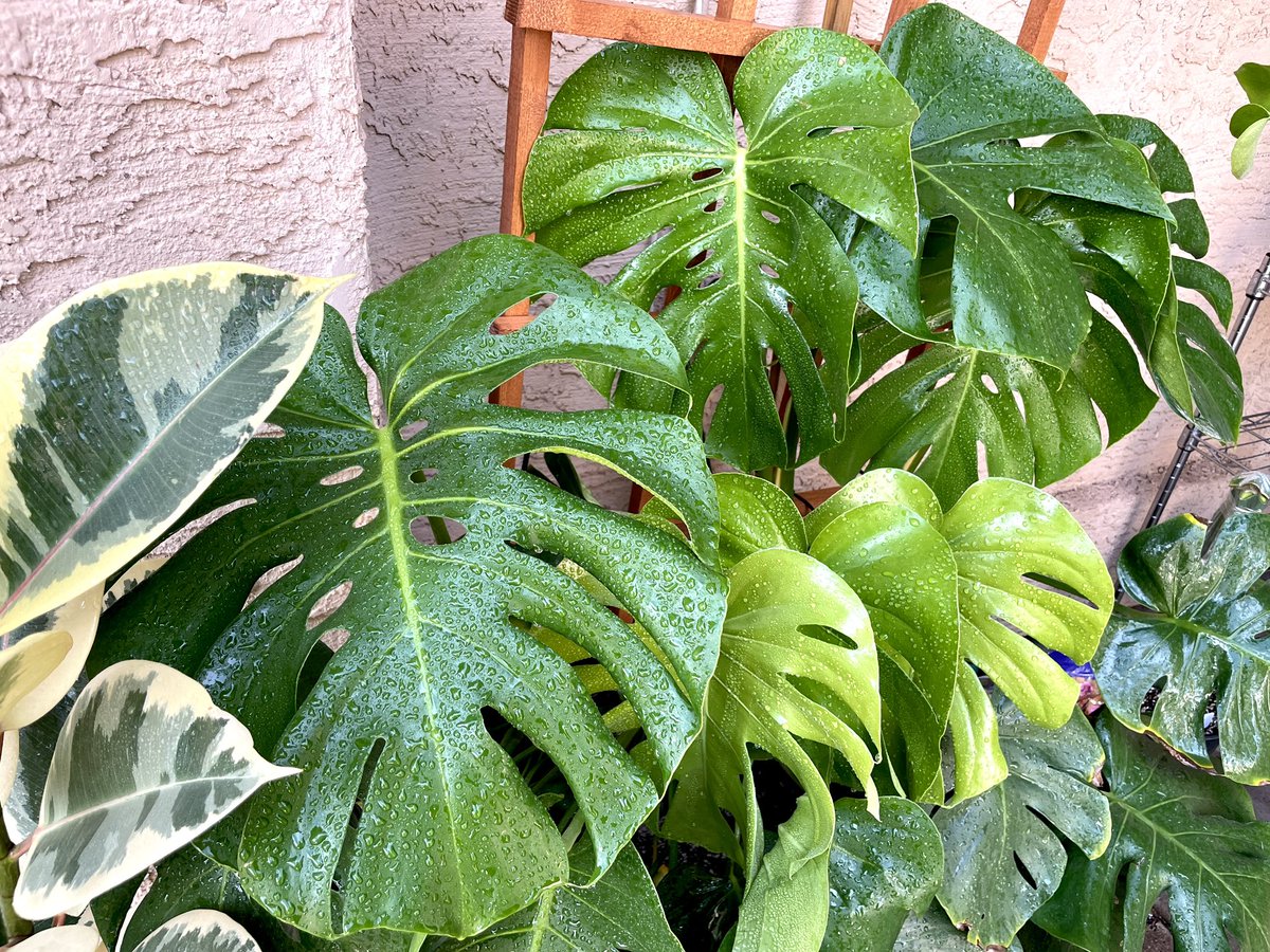#monsteramonday #planttwitter
