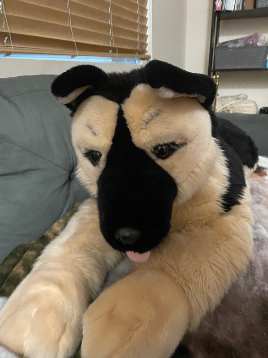 akitas237's tweet photo. Bob Der Bär German Shepherd for sale $850 
#plush #forsale #dogplush https://t.co/WnCrdzVFUb