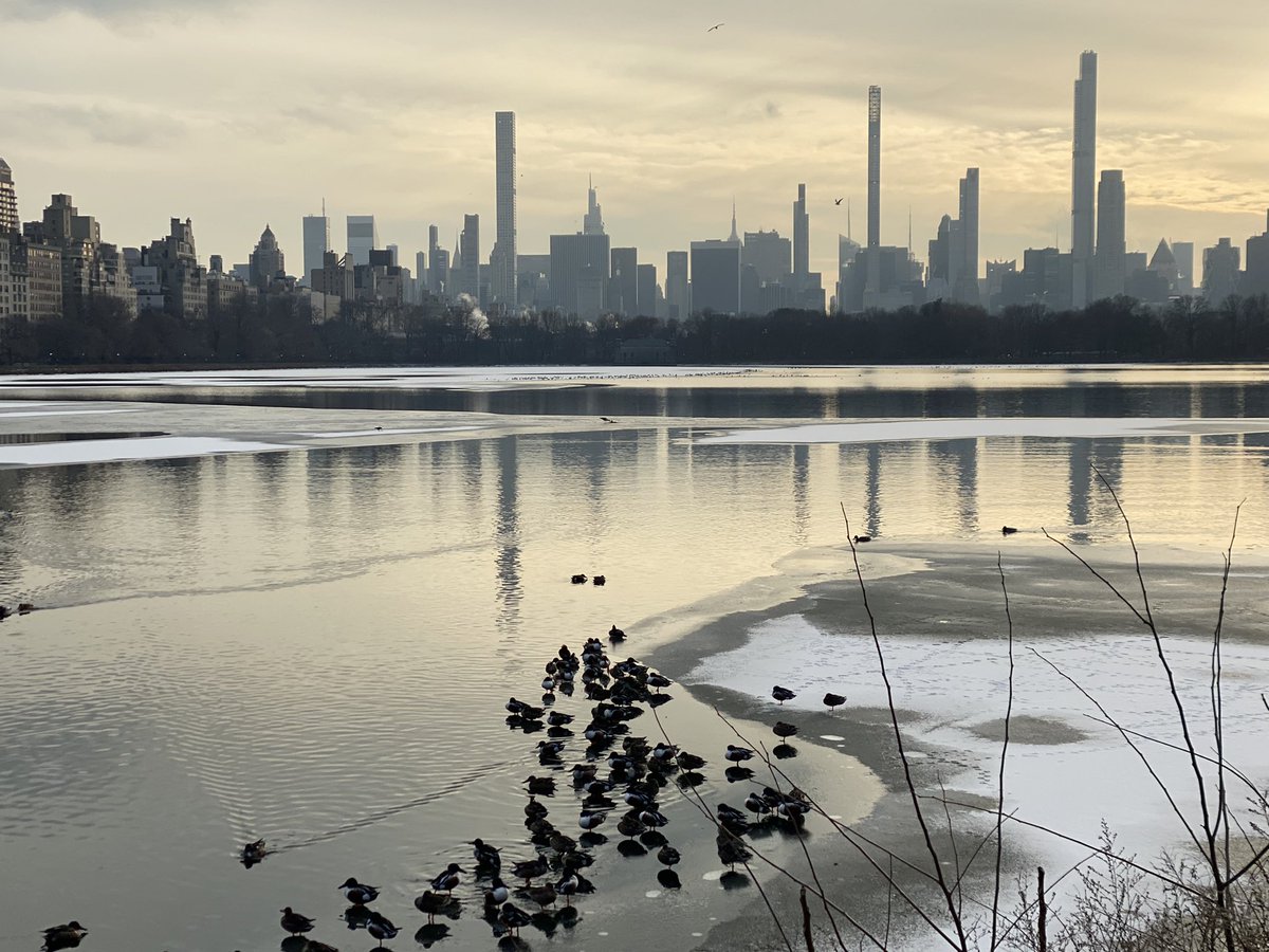 SwissAmbUN_NY's tweet image. So, what can we do when the pandemic makes exchanging with people in normal meeting rooms difficult - again 😠? Well, @CentralParkNYC diplomacy is the best answer. Join me! #APlusForInnovation