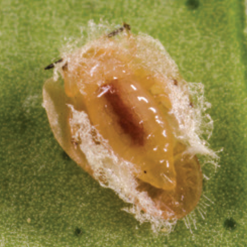 sci4citrus's tweet photo. Biological control is the use of natural enemies, predators, parasitoids, &amp; pathogens to reduce pest populations.

Mark Hoddle of @UCRentomology is employing biological control for the Asian #citrus psyllid in CA!

Psyllid management research snapshot ⬇️
https://t.co/yggU7e7ZPc https://t.co/YqIx0Wq7TR
