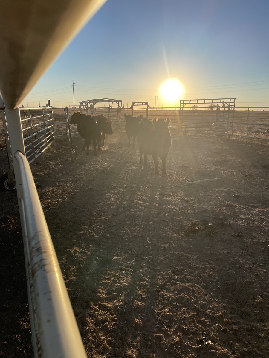 HewLansford's tweet photo. These 4 cows make me want to get rid of all cows but ‘never make decisions when you’re mad’
#mondayshit https://t.co/6aFTAq1A3F