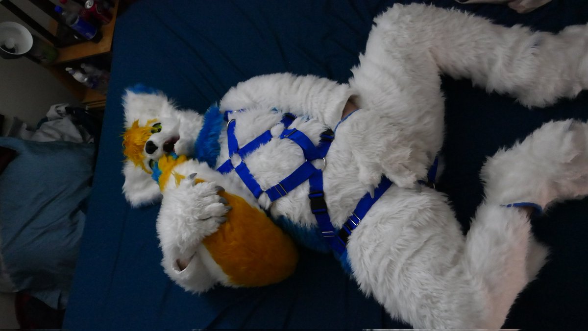 CrypticJace's tweet photo. I have a harness now!!!! https://t.co/6JKzz8N0ci