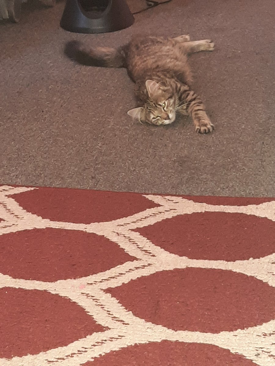 mktwilson4's tweet photo. My girl🐈‍⬛😁💕 https://t.co/tucLtAi2jr