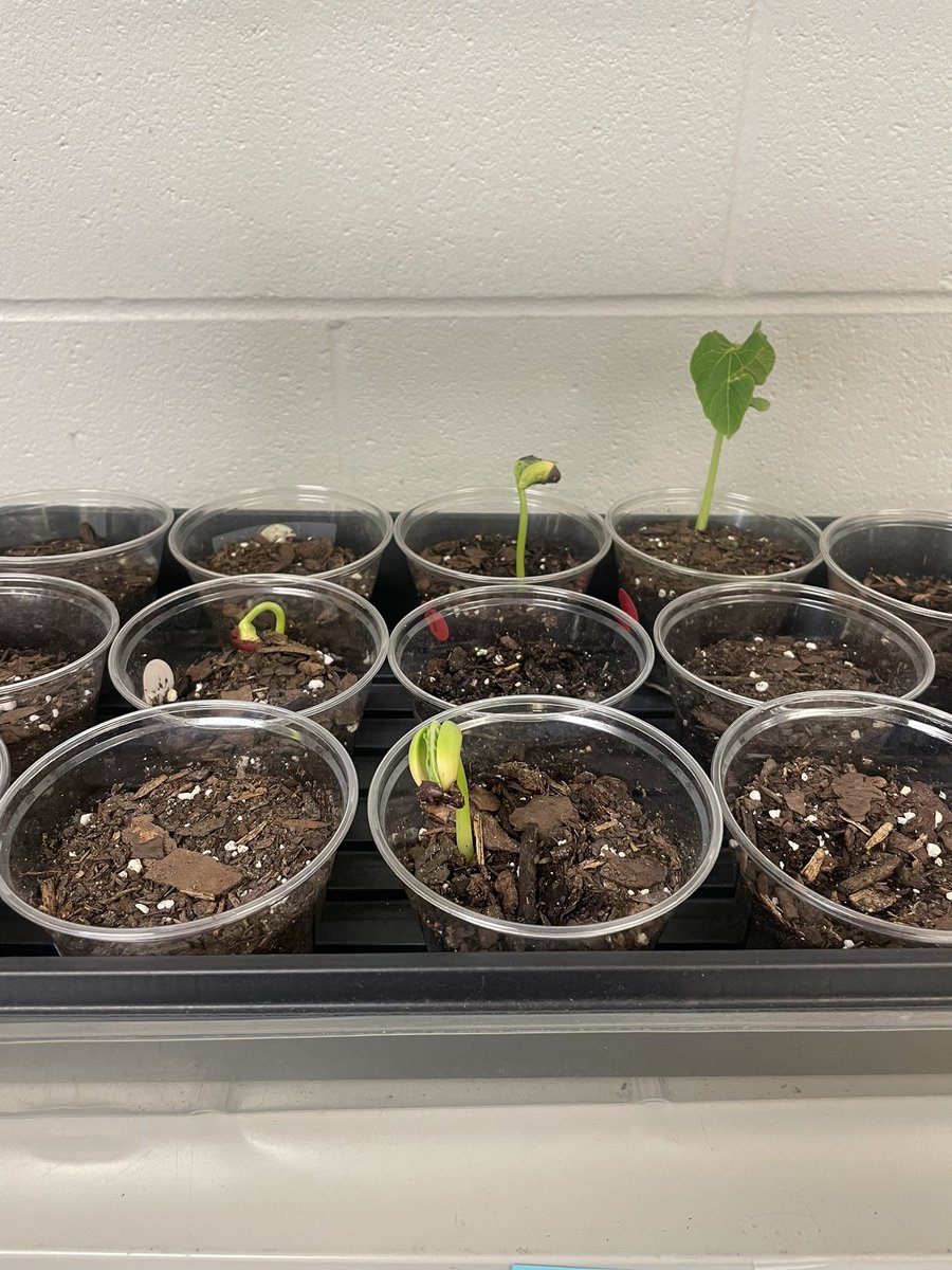 Firstgradefarm's tweet photo. Our plants grew in such a way this weekend that we got to put them in chronological order of how they grow! From seed to stem, I love doing this every year. I barely got two words in today during science 🤦🏼♀️😂 “LOOK AT THE ROOTS!” “WAIT LETS MEASURE IT” #amstiscience https://t.co/eao5UkYEN2