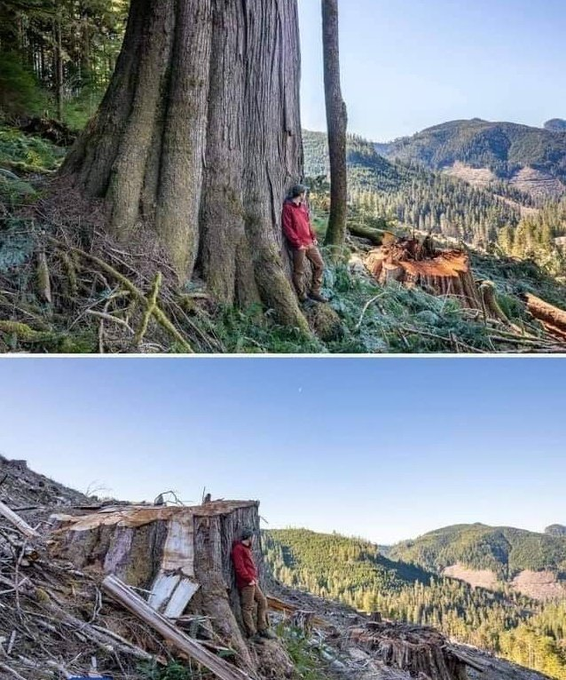 ECOWARRIORSS's tweet photo. Only 2% of BC Canada ancient forests remain and they cannot even leave, these last remaining thousand year old trees alone, with hundreds peaceful protesters arrested who dared to protect these trees
No wonder Canada is already suffering devastating heat storms and floods in 2021 https://t.co/evbhtfWO2J