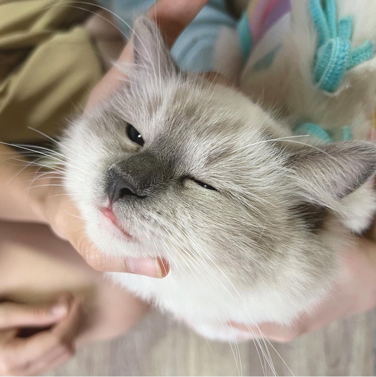 BNK48CGM48_BR's tweet photo. 🍈 (insta) #PrincessCGM48
#CGM48 #CatIdol https://t.co/bYhCsSIpLA