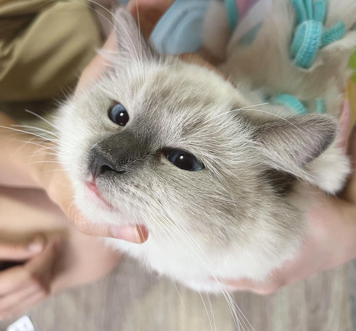 BNK48CGM48_BR's tweet photo. 🍈 (insta) #PrincessCGM48
#CGM48 #CatIdol https://t.co/bYhCsSIpLA