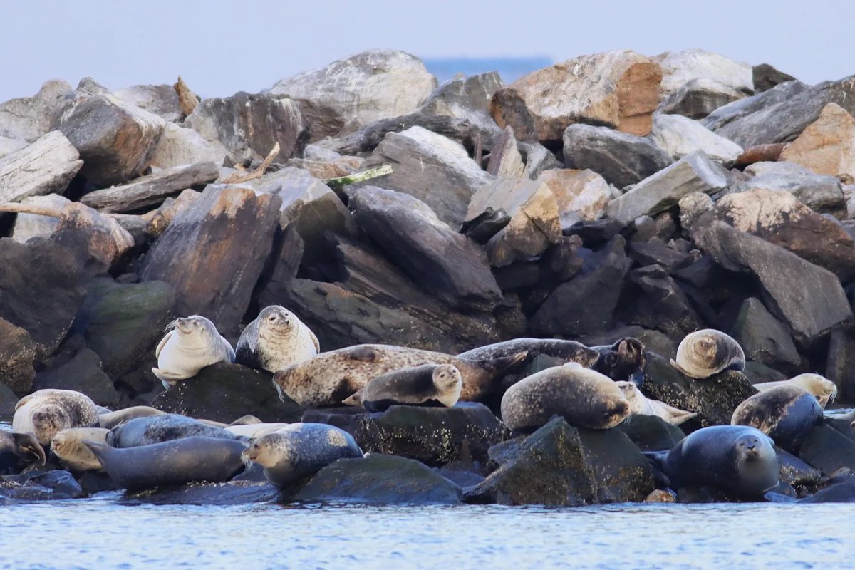 GaryHershorn's tweet photo. Out looking for seals in the Lower Bay of the New York City harbor with New York Media Boat, Monday afternoon #newyorkcity #nyc #newyork @agreatbigcity #Seal @NYmediaBoat https://t.co/v48RMITzEH