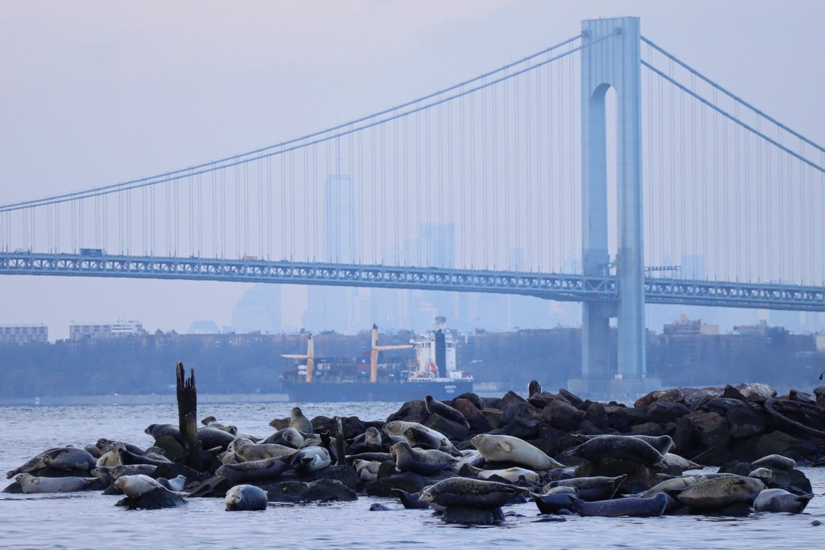 Out looking for seals in the Lower Bay of the New York City harbor with New York Media Boat, Monday afternoon #newyorkcity #nyc #newyork <a href="/agreatbigcity/">A Great Big City</a> #Seal <a href="/NYmediaBoat/">New York Media Boat</a>